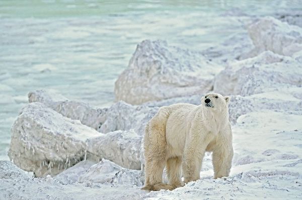 Canada-Manitoba-Churchill Polar bear on rocky frozen tundra